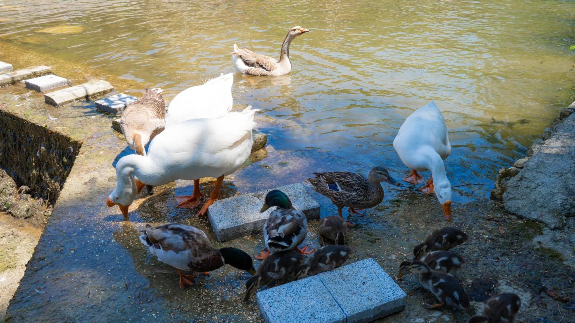 Sosyete Cobani Dogal Yasam Oteli Kandira Buitenkant foto